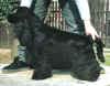 Kenzo Schonez (otec Black Dream z Vejminku)